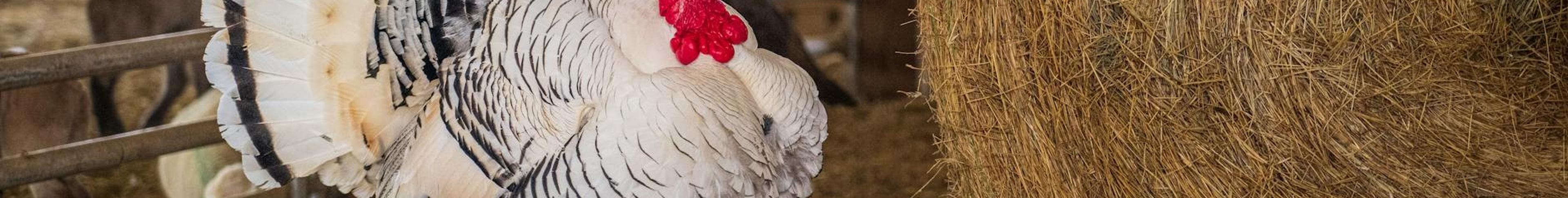 Turkey – preview