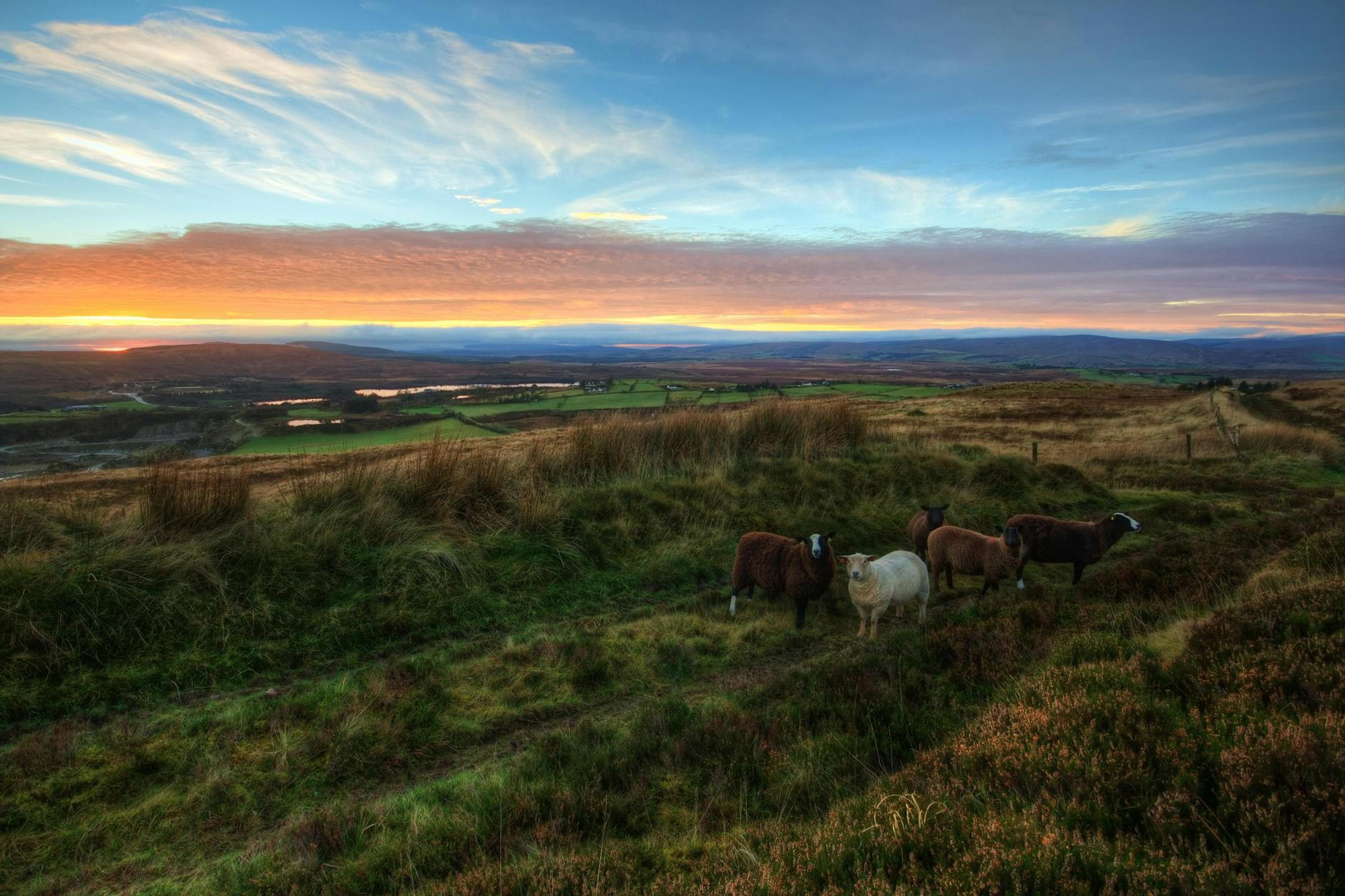 Irlanda