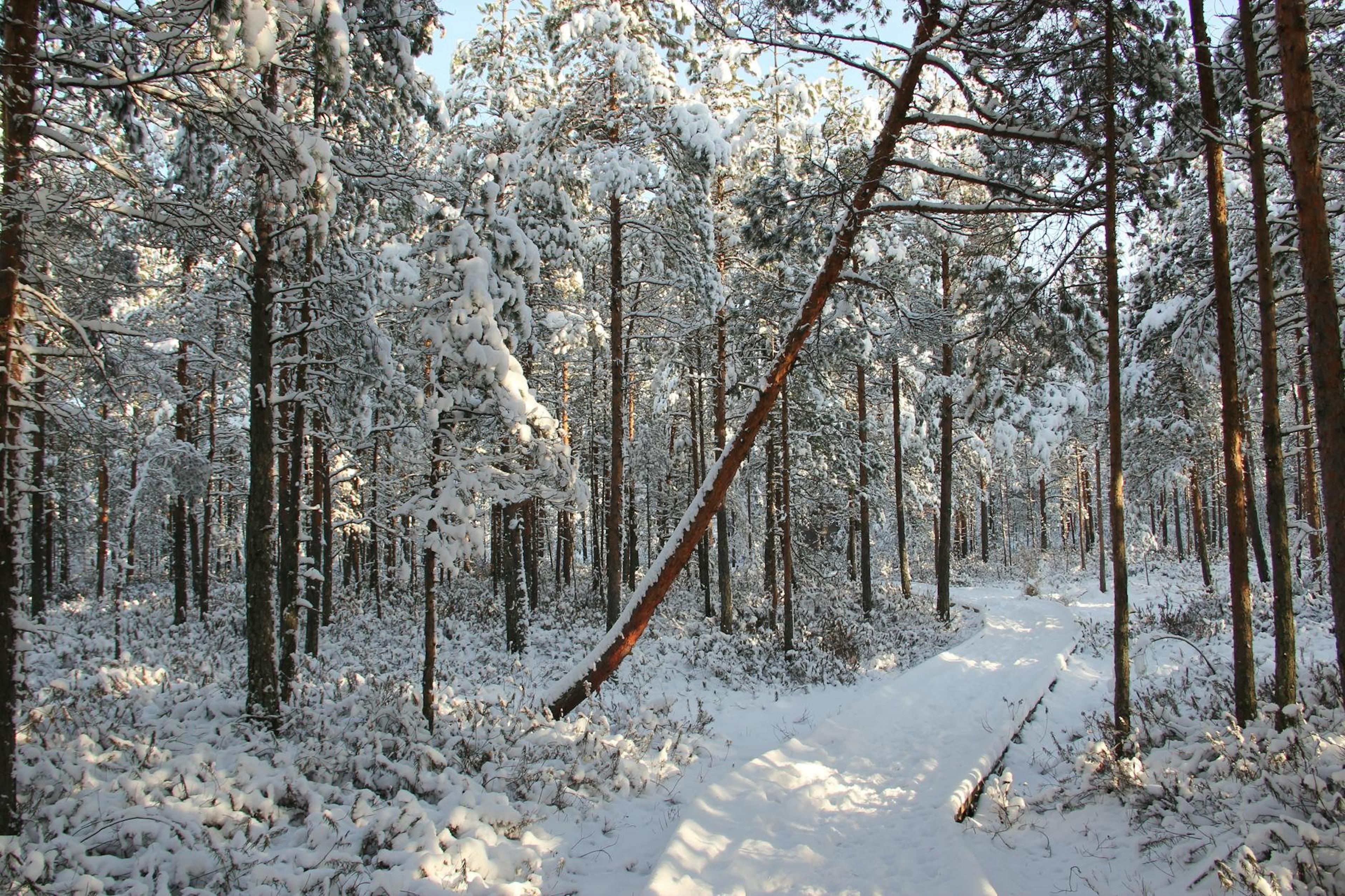 Finlandia