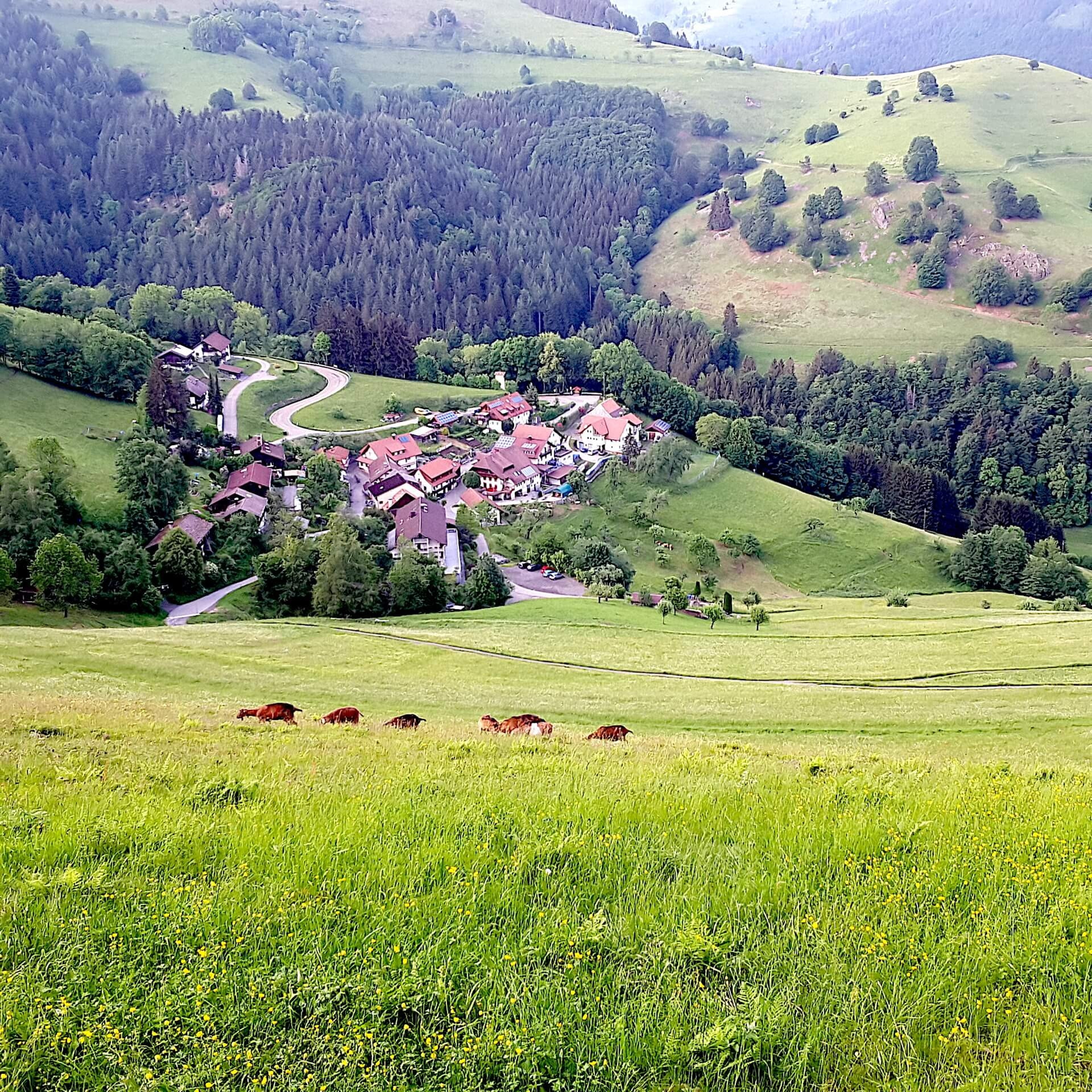Grand Piano in black forest house — photo 4